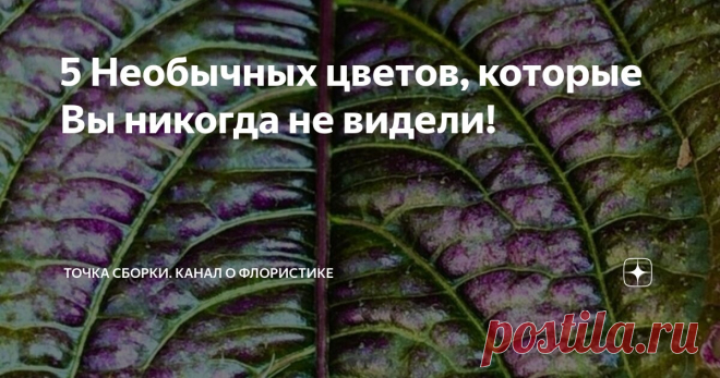 5 Необычных цветов, которые Вы никогда не видели! Статья автора «Точка сборки. Канал о флористике» в Дзене ✍: В мире флоры есть огромное количество удивительных и прекрасных растений, о существовании которых многие даже не подозревают.