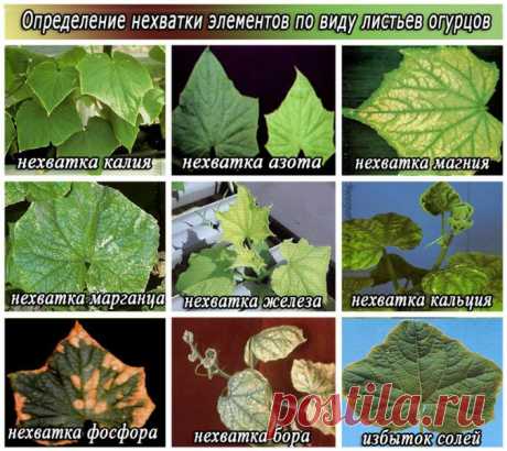 нехватка элементов по виду листьев огурцов
