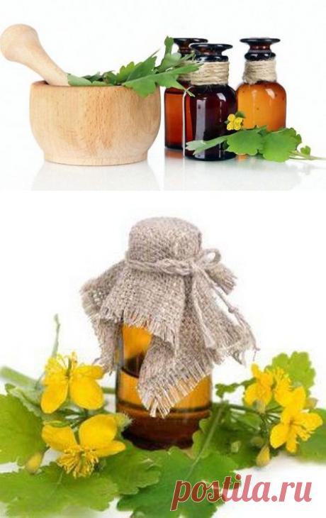 НАСТОЙКА ЧИСТОТЕЛА НА ВОДКЕ – СРЕДСТВО ОТ СТА БОЛЕЗНЕЙ.