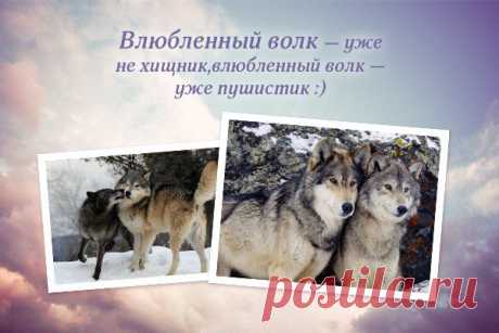ВГалочкина
Волк и волчица так похожи были,
Две одиноких родственных души
Всю жизнь брели среди камней и пыли
И, наконец, судьбу свою нашли.
Они дыханием одним дышали
И мысли все делили на двоих.
Чего завистники им только не желали,
Но что влюбленным было до других…
Им было больше ничего не надо,
Друг друга только ощущать тепло.
Всегда повсюду вместе, рядом,
Всем вопреки, всему назло.
На свете не было и никогда не будет
Столь преданно смотрящих волчьих глаз.
Поймет лишь тот, кто до