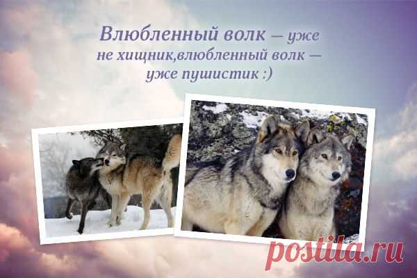 ВГалочкина
Волк и волчица так похожи были,
Две одиноких родственных души
Всю жизнь брели среди камней и пыли
И, наконец, судьбу свою нашли.
Они дыханием одним дышали
И мысли все делили на двоих.
Чего завистники им только не желали,
Но что влюбленным было до других…
Им было больше ничего не надо,
Друг друга только ощущать тепло.
Всегда повсюду вместе, рядом,
Всем вопреки, всему назло.
На свете не было и никогда не будет
Столь преданно смотрящих волчьих глаз.
Поймет лишь тот, кто до