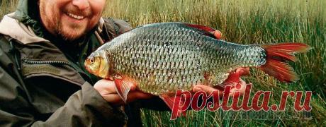 Ловля крупной плотвы