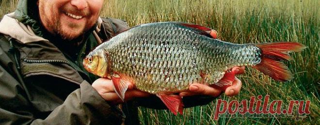 Ловля крупной плотвы
