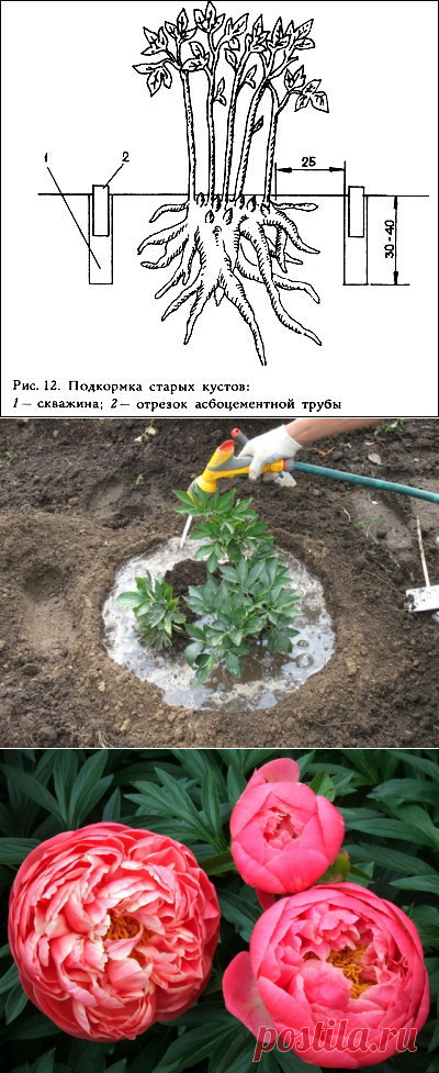 (29) Одноклассники