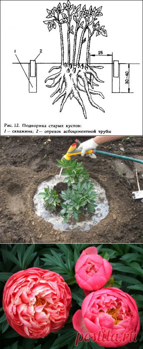 (29) Одноклассники