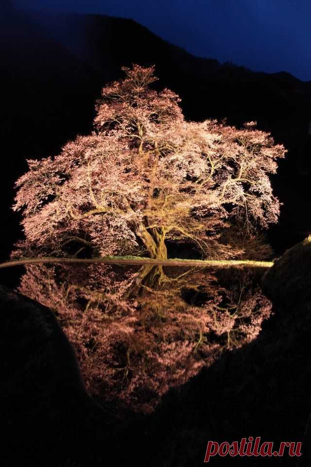 Misaki S  Tree & Path