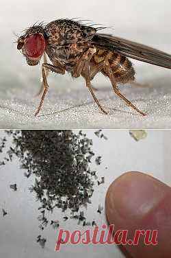 Как вывести мошек на кухне?