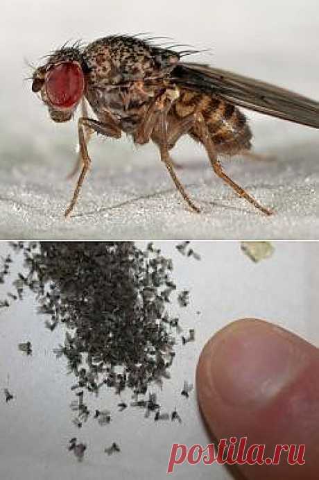 Как вывести мошек на кухне?
