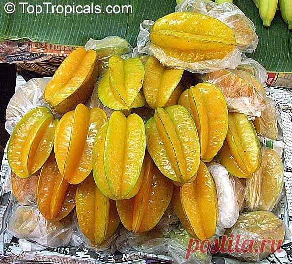 Родом из Индии и Индонезии. Его называют карамболь, «звездчатое яблоко», старфрут, «пять углов» и даже корнишон. На данный момент карамбола была акклиматизирована и активно прорастает во многих странах.
   Дерево карамболи влаголюбиво, высотой примерно в 5 метров, с большими до 50 сантиметров акациевидными листьями и красивыми розовыми цветами. Плоды этого фрукта средних размеров, примерно 5 см  ширину