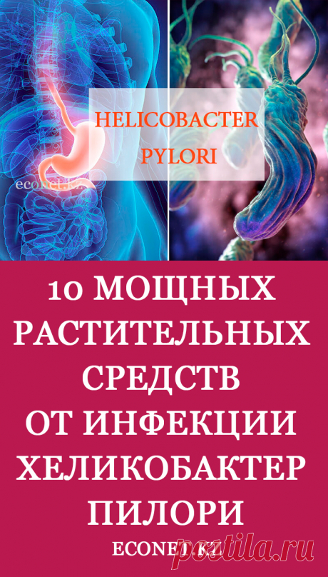 10 мощных растительных средств от инфекции Хеликобактер пилори

Хеликобактер пилори (Helicobacter pylori) - это бактерия, которая может вызывать раздражение и дискомфорт в желудке, двенадцатиперстной кишке и слизистой оболочке тонкой кишки. Эта бактерия обычно передается орально (в основном через слизь и слюну человека) и чаще всего приобретается в младенчестве.