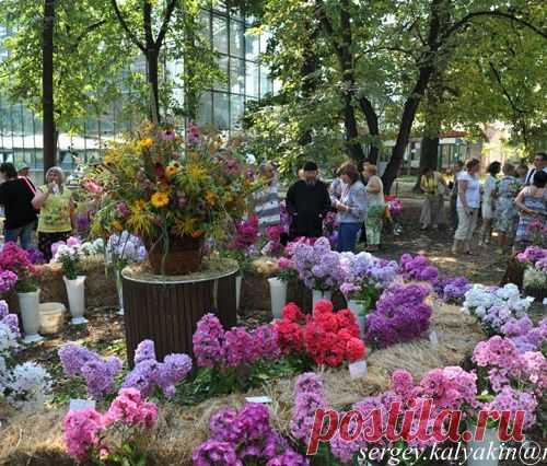 23 ЛУЧШИХ ФЛОКСА: ВЗГЛЯД ИЗ МОСКВЫ