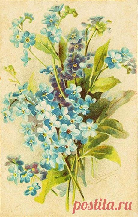 Винтажные цветочные открытки 
Катарина Кляйн (Catharina Klein, 1861 - 1929)