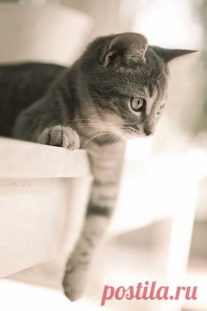 Sweet kitty!