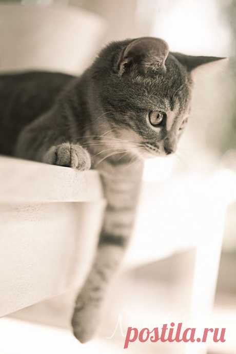 Sweet kitty!