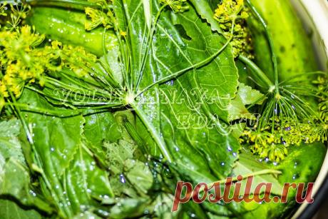 Засолка огурцов в домашних условиях рецепт с фото | Волшебная Eда.ру