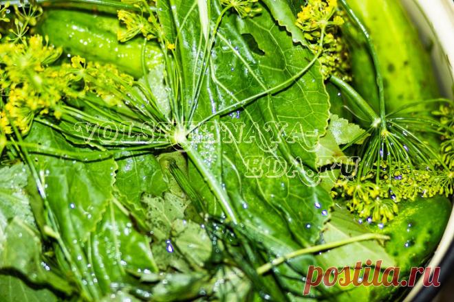 Засолка огурцов в домашних условиях рецепт с фото | Волшебная Eда.ру