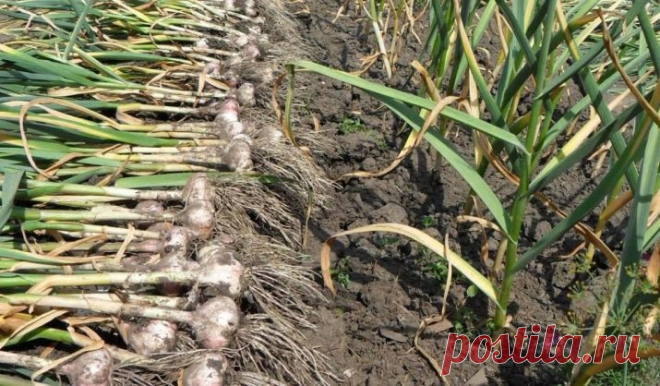 Когда обрывать стрелки у чеснока