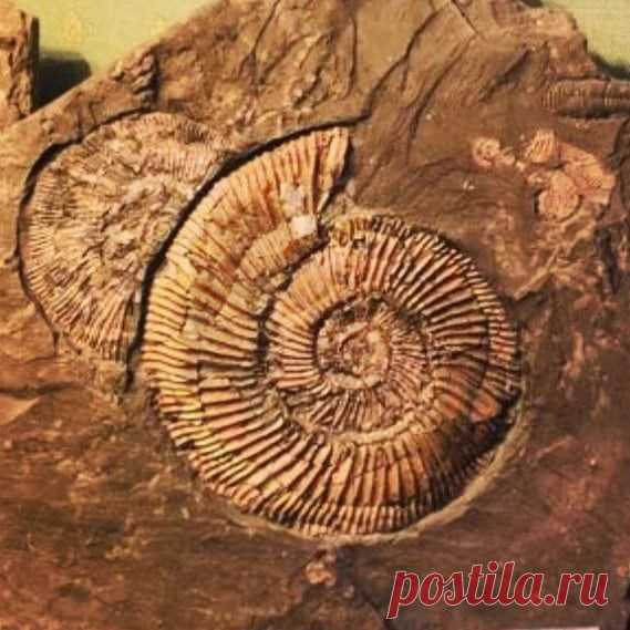 Науки биологии.
Обратите внимание на самую частую ошибку:
 анатомия- это НЕ наука о человеке!!! Не о строении человека!!!
То, что изучают в 8-ом классе это не анатомия, а АНАТОМИЯ, ФИЗИОЛОГИЯ (именно) ЧЕЛОВЕКА, с элементами гигиены, травматологии и оказанием первой помощи.
Анатомия -это наука изучающая форму, строение органов, систем органов, и организма в целом. Анатомия есть и у растений, и у животных, не только у человека!
#ЕГЭ
#ОГЭ
#биология