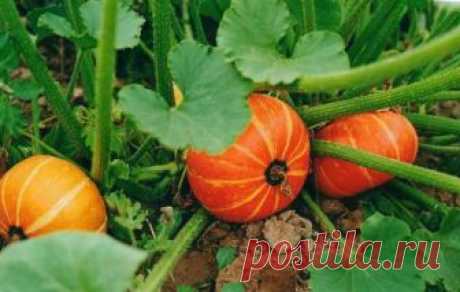 Тыква: правила выращивания и ухода в открытом грунте. Простой, но очень эффективный метод для получения урожая!!!