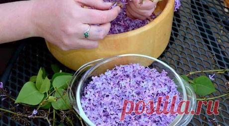 Пока цветет сирень заполните банку растительным маслом и фиолетовыми цветками Лечебные свойства сирени известны в народной медицине не одну сотню лет. Она в изобилии росла в садах знати Османской империи. Предполагают, что именно там впервые начали применять растение в лечебных и парфюмерных целях.