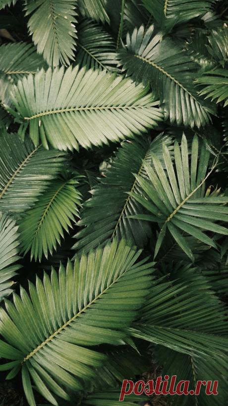 Foliage, leaves, ferns, greenery, undergrowth, overgrown, botanical,