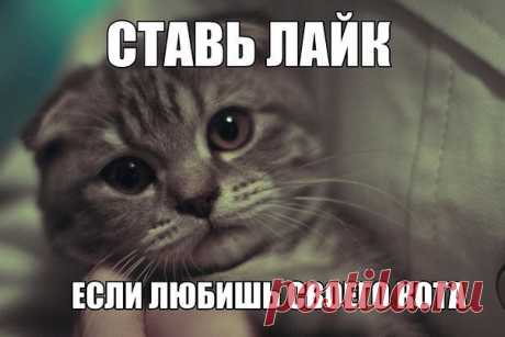 КОТИК