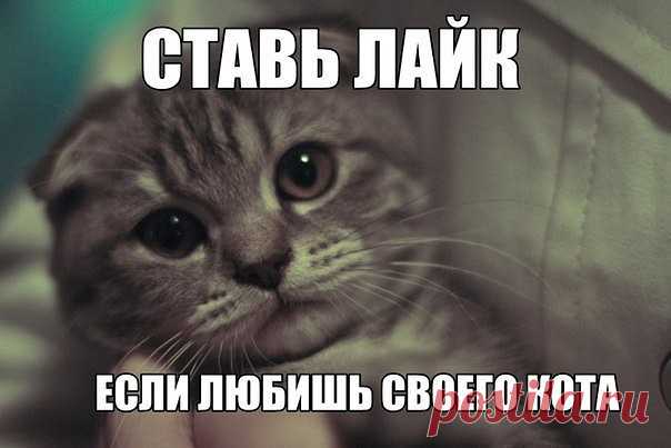 КОТИК
