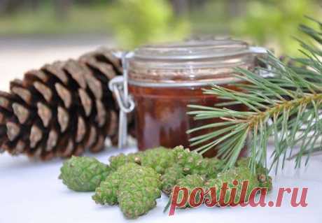 Варенье из шишек – оригинальный и вкусный десерт