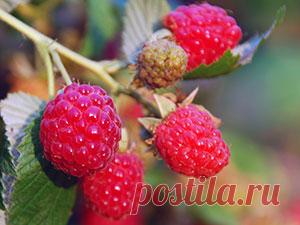Ремонтантная малина – посадка и уход, фото ремонтантной малины, выращивание ремонтантной малины из саженцев – обрезка и размножение ремонтантной малины