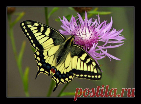 MAKRO FOTO