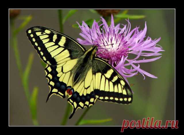 MAKRO FOTO