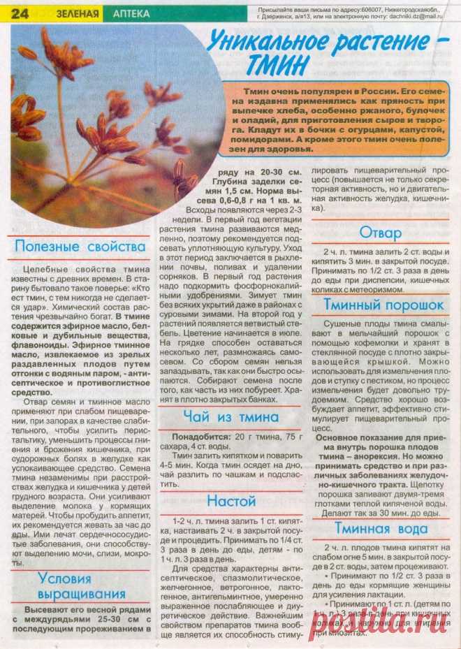 Тмин - уникальное растение