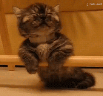 Precious little kitty so sleepy