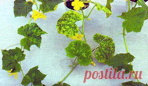 (+1) тема - Болезни огурцов. Профилактика и лечение | 6 соток