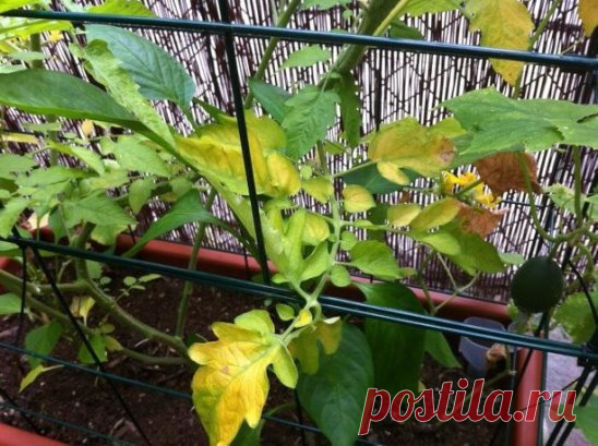 ЛЕЧИМ ПОМИДОРЫ
======
Пожелтение помидоров может быть вызвано разными причинами.Желтеют верхние молодые листочки, жилки у них остаются зеленые. Это нехватка железа. Подкормите железным купоросом – 30-40 г на 10 л воды.
Желтеют равномерно листочки – нехватка азота. Такие помидоры поливают или коровяком, или раствором аммиачной селитры 1-2 спич. коробка на 10 л воды.
Желтеть листва может и при повреждении корней проволочниками или хрущами. Это сопровождается остановкой роста и угнетенным состоян