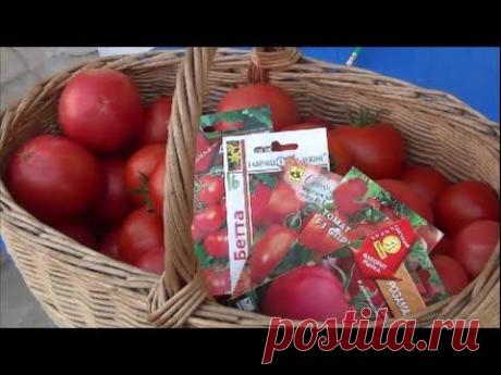 Урожайные сорта ТОМАТОВ: в семенах и в реальности