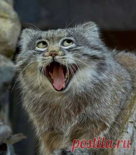 Алла Пушистая (Алусик) – Google+