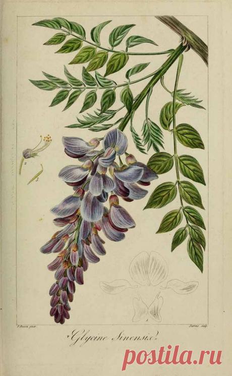 Найдено на сайте plantgenera.org.