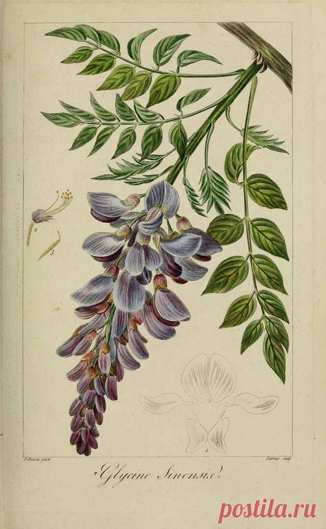 Найдено на сайте plantgenera.org.