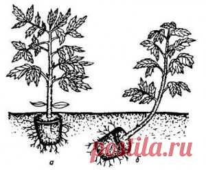 Выращивание томатов в теплице | Подготовка почвы, высадка рассады | Дачное царство