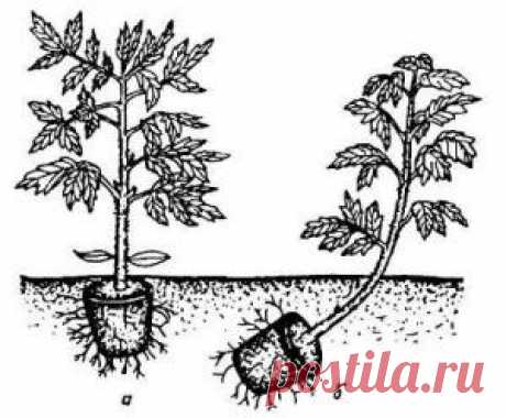 Выращивание томатов в теплице | Подготовка почвы, высадка рассады | Дачное царство