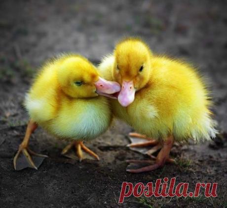 Самые забавные животные