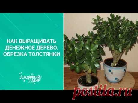 Как выращивать денежное дерево. Обрезка толстянки