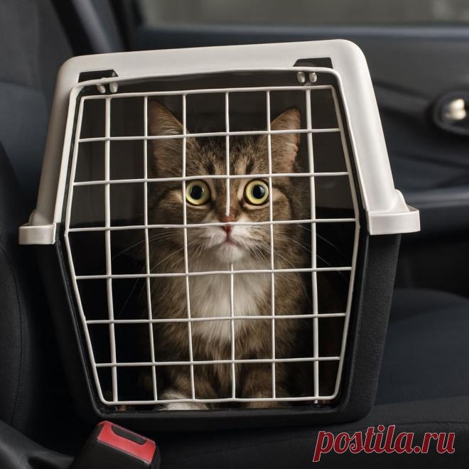 Встреча на дороге - Готовим так!