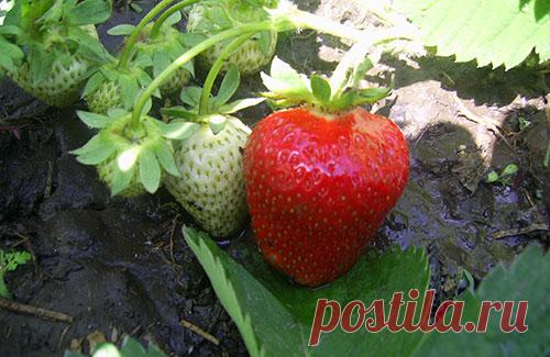 Клубника — Сад Заготовка