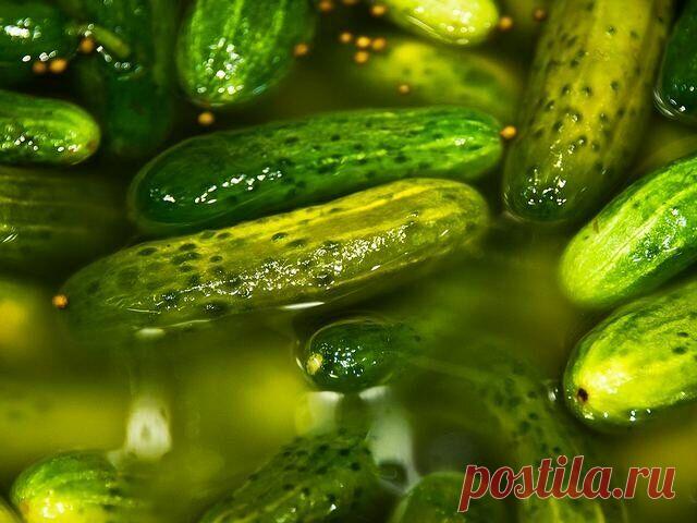 Малоизвестные полезные свойства рассола