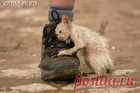 Коты | KotoMail.ru