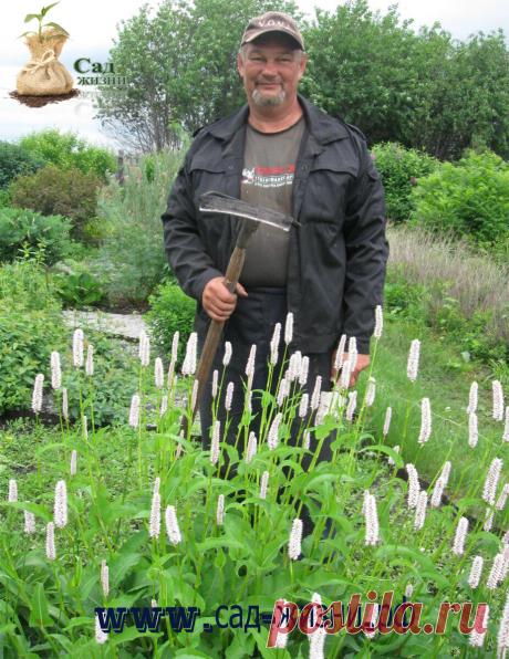 Посадил 4 ведра картофеля, а накопал 160. Что я делаю для этого | Сад Жизни | Яндекс Дзен