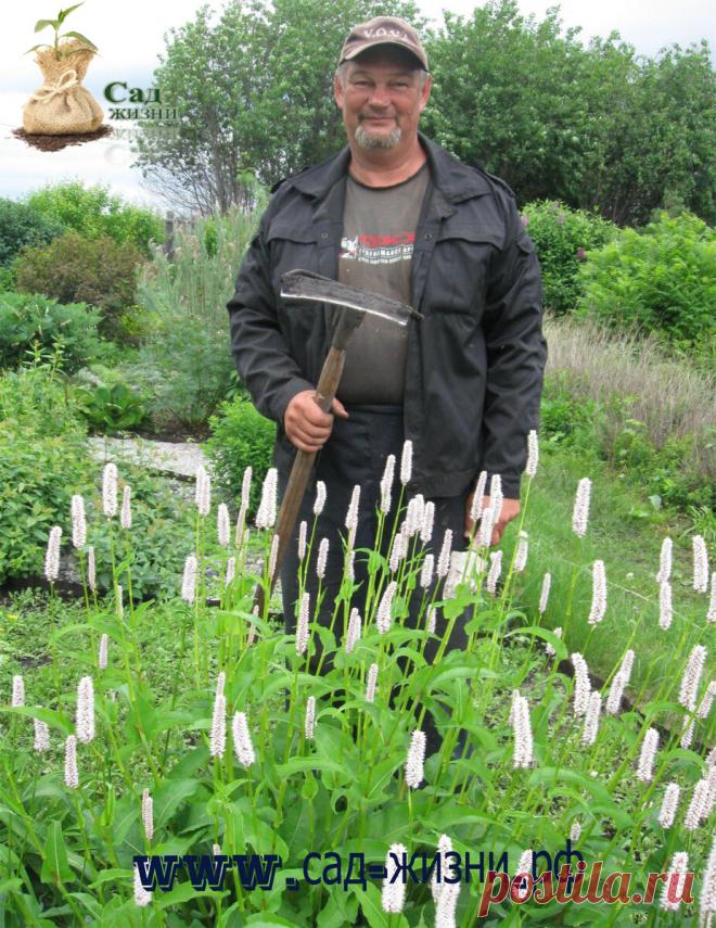 Посадил 4 ведра картофеля, а накопал 160. Что я делаю для этого | Сад Жизни | Яндекс Дзен