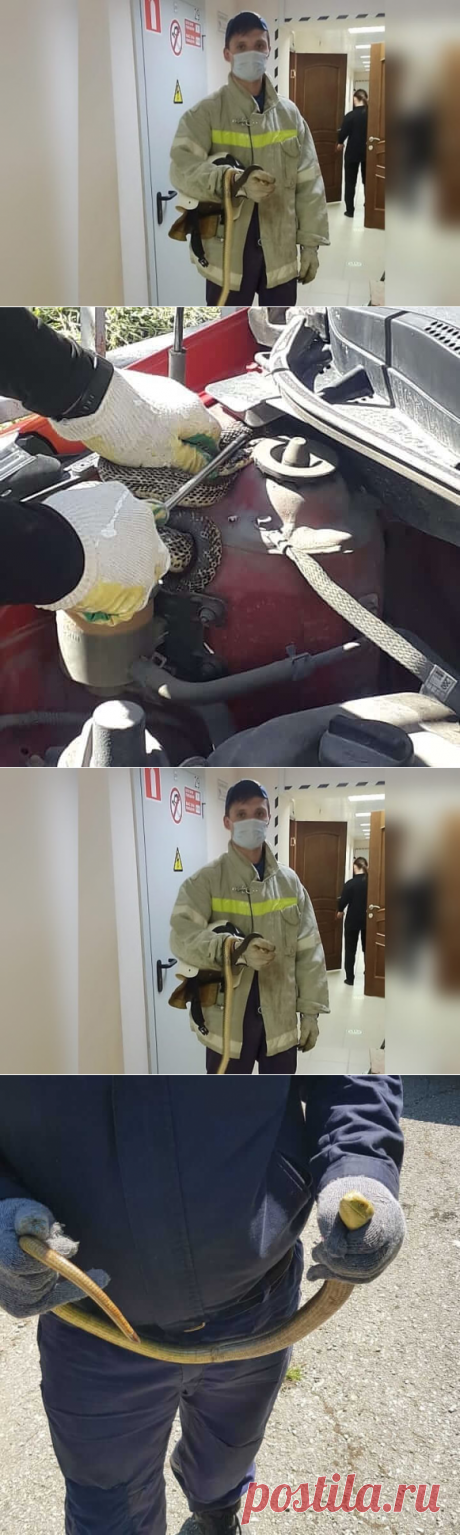 За неделю спасатели трижды выезжали на отлов змей | Дикий Юг